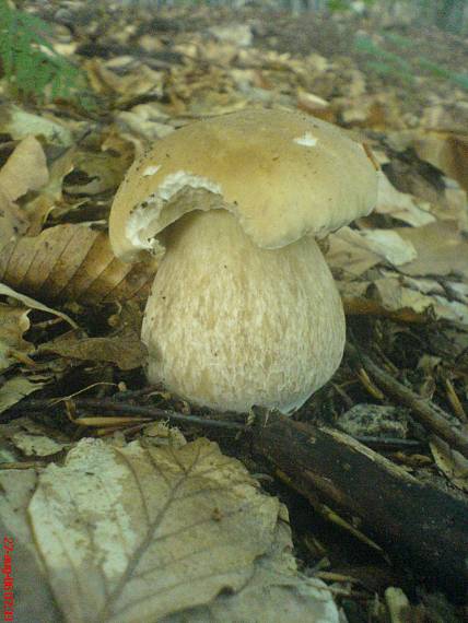 hríb dubový Boletus reticulatus Schaeff.