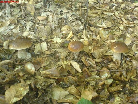 hríb Boletus sp.