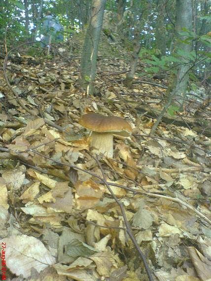 hríb Boletus sp.