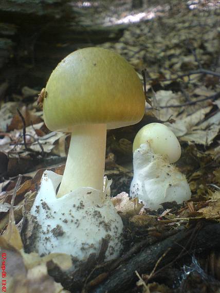 muchotrávka zelená Amanita phalloides (Vaill. ex Fr.) Link