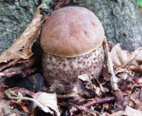 kozák hrabový Leccinum pseudoscabrum (Kallenb.) Šutara