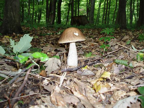 kozák hrabový Leccinum pseudoscabrum (Kallenb.) Šutara