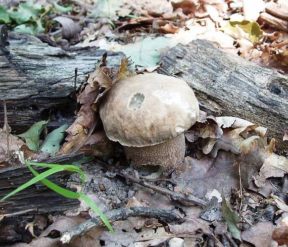 hríb dubový Boletus reticulatus Schaeff.