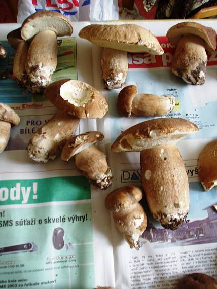 hríb dubový Boletus reticulatus Schaeff.