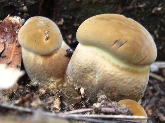 čechračka tmavohlúbiková Tapinella atrotomentosa (Batsch) Šutara