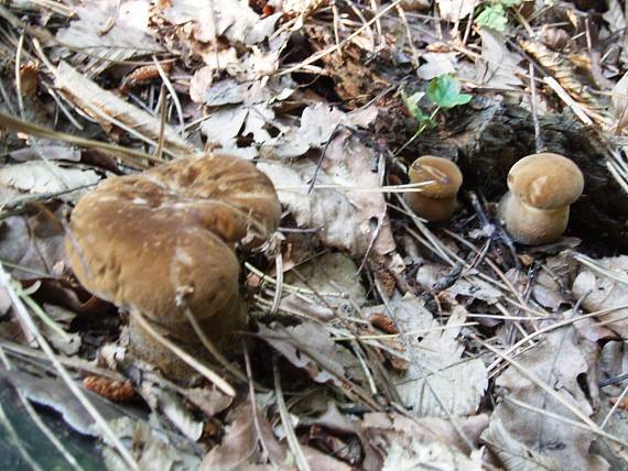 čechračka tmavohlúbiková Tapinella atrotomentosa (Batsch) Šutara