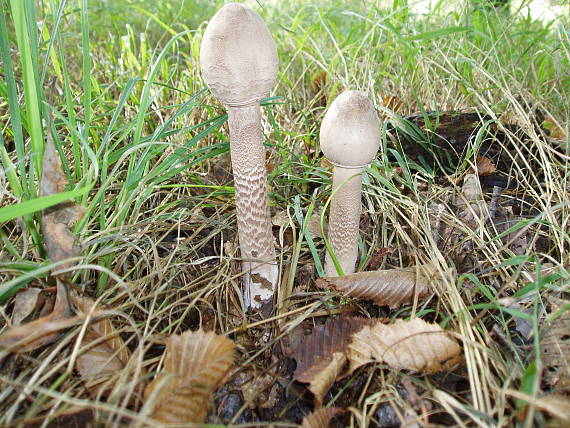 bedľa vysoká Macrolepiota procera (Scop.) Singer