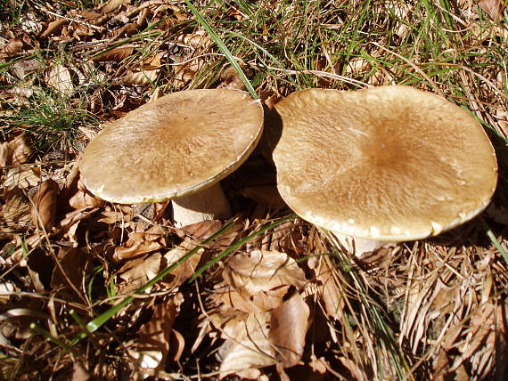 hríb Boletus sp.