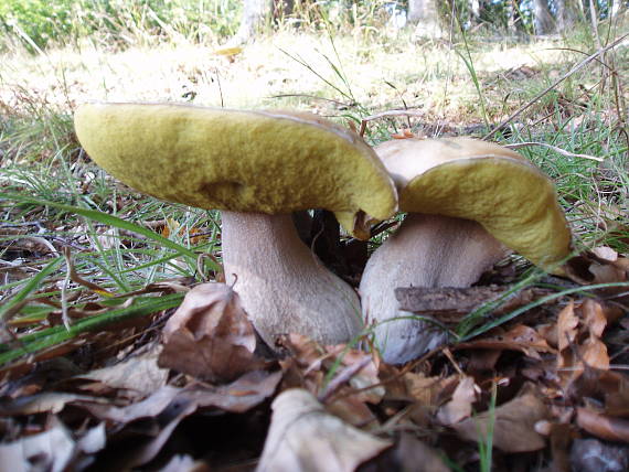 hríb Boletus sp.