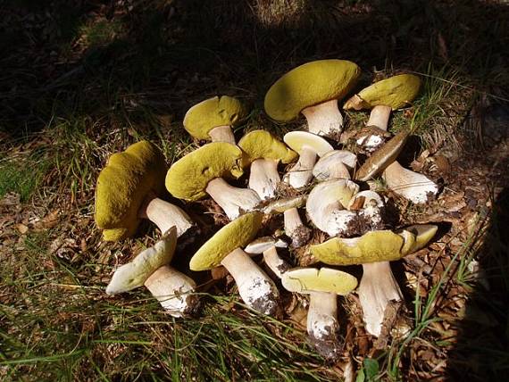 hríb Boletus sp.