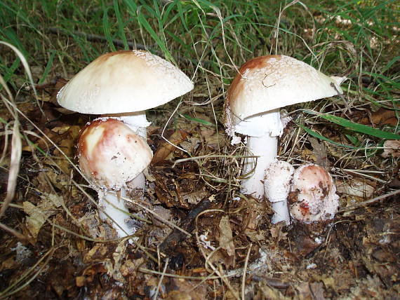 muchotrávka červenkastá Amanita rubescens Pers.