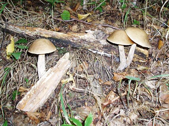 kozák hrabový Leccinum pseudoscabrum (Kallenb.) Šutara