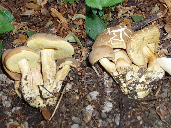 suchohríby Xerocomus sp.