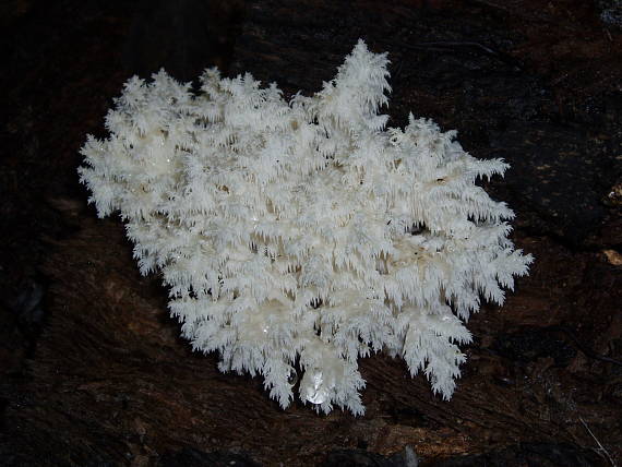 koralovec bukový Hericium coralloides (Scop.) Pers.