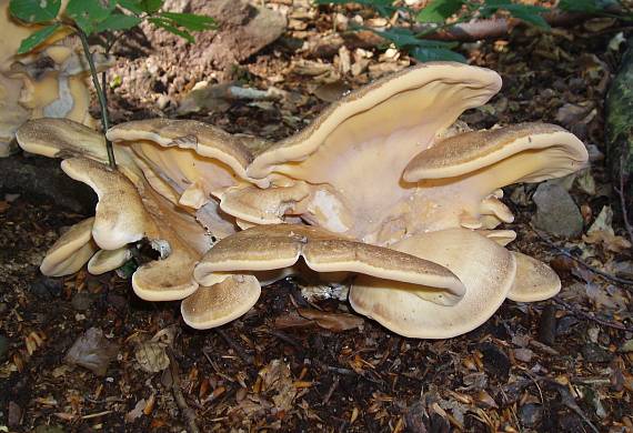 vejárovec obrovský Meripilus giganteus (Pers.) P. Karst.