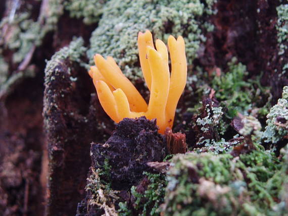 parôžkovec lepkavý Calocera viscosa (Pers.) Fr.