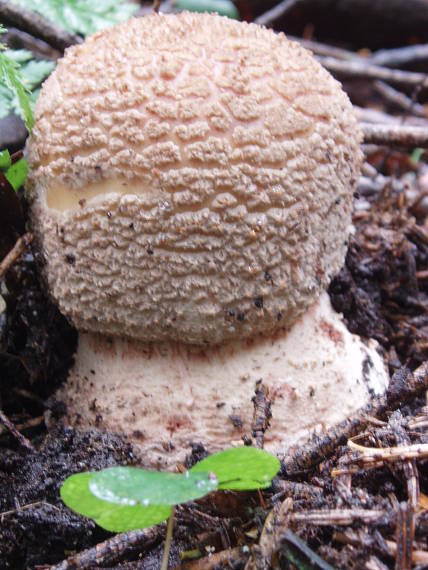 muchotrávka červenkastá Amanita rubescens Pers.