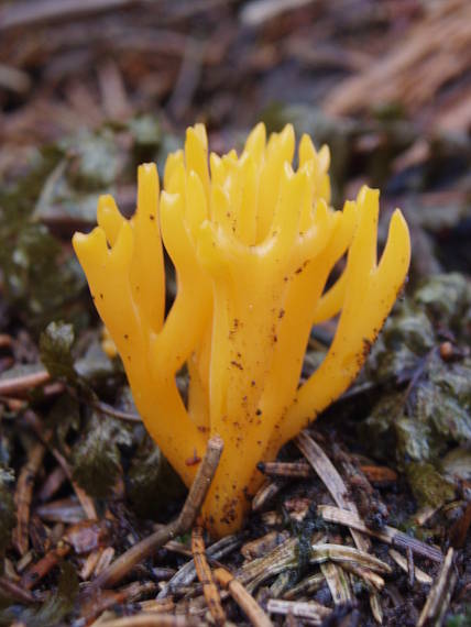 parôžkovec lepkavý Calocera viscosa (Pers.) Fr.