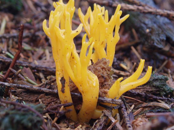 parôžkovec lepkavý Calocera viscosa (Pers.) Fr.