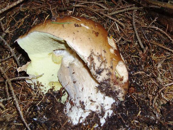 hríb smrekový Boletus edulis Bull.