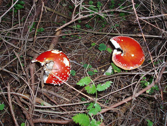 muchotrávka červená Amanita muscaria (L.) Lam.