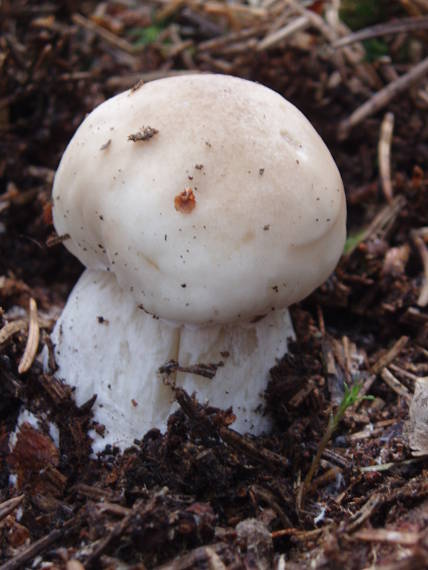 hríb smrekový Boletus edulis Bull.