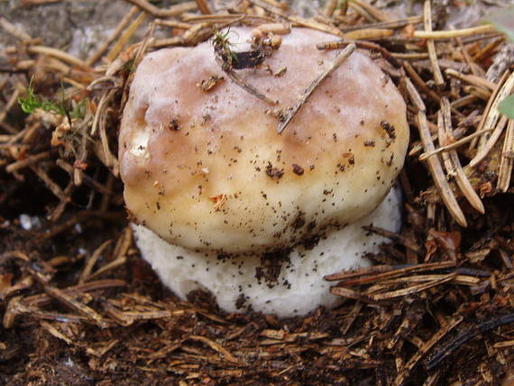 hríb smrekový Boletus edulis Bull.