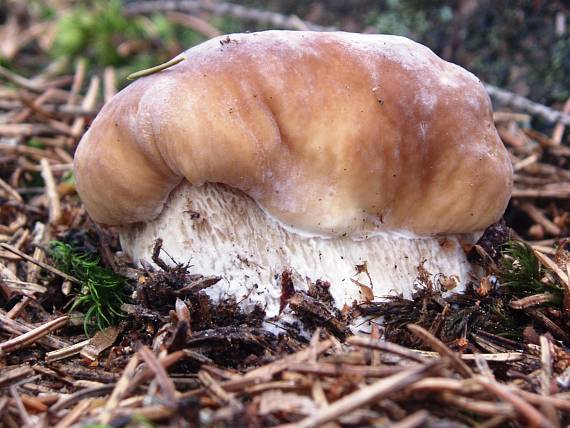 hríb smrekový Boletus edulis Bull.