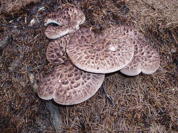 jelenkovec škridlicovitý Sarcodon imbricatus (L.) P. Karst.