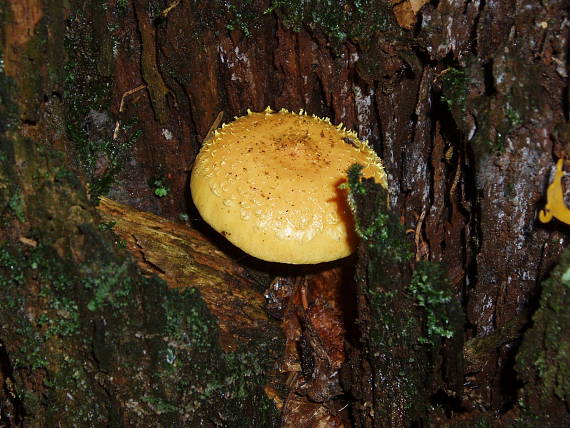 šupinovka Pholiota sp.