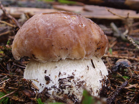 hríb smrekový Boletus edulis Bull.