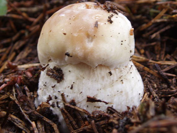 hríb smrekový Boletus edulis Bull.