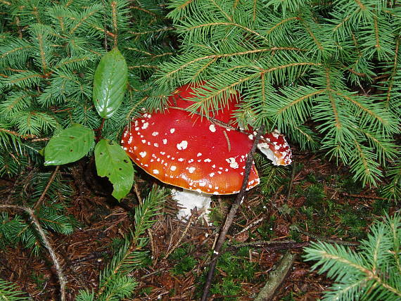 muchotrávka červená Amanita muscaria (L.) Lam.