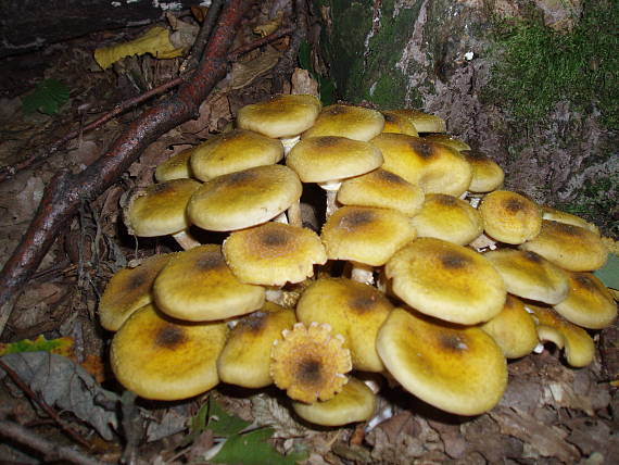 podpňovka obyčajná Armillaria mellea (Vahl) P. Kumm.