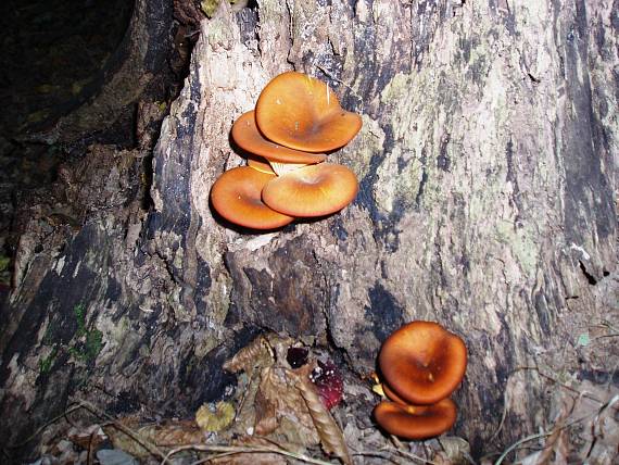 kališník hnedooranžový Omphalotus olearius (DC.) Singer