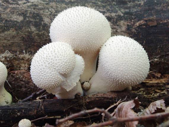 prášnica hruškovitá Lycoperdon pyriforme Schaeff.