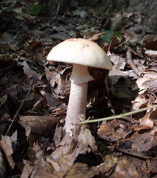 muchotrávka červenkastá Amanita rubescens Pers.