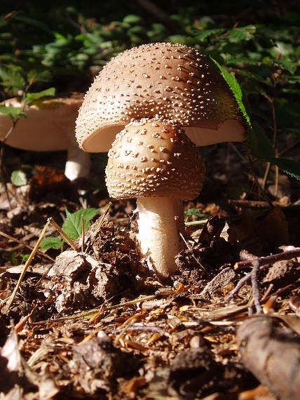 muchotrávka červenkastá Amanita rubescens Pers.