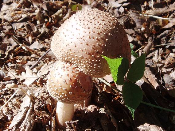 muchotrávka červenkastá Amanita rubescens Pers.