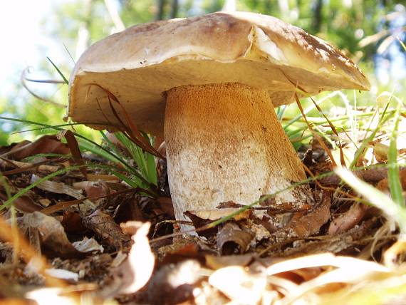 hríb smrekový Boletus edulis Bull.