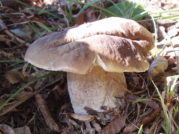 hríb smrekový Boletus edulis Bull.