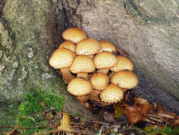 šupinovka šupinatá Pholiota squarrosa (Vahl) P. Kumm.