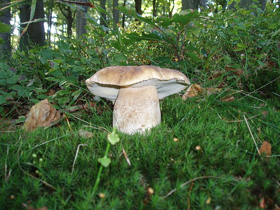 hríb smrekový Boletus edulis Bull.