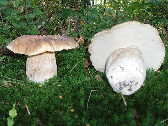 hríb smrekový Boletus edulis Bull.