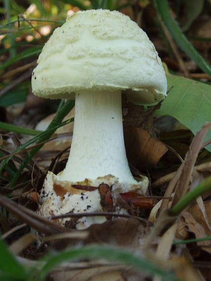 muchotrávka citrónovožltá Amanita citrina Pers.