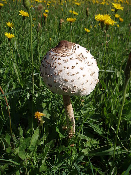 bedľa Macrolepiota sp.