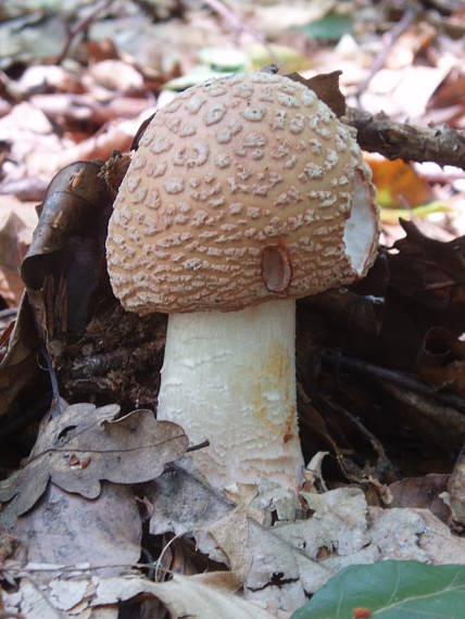 muchotrávka červenkastá Amanita rubescens Pers.