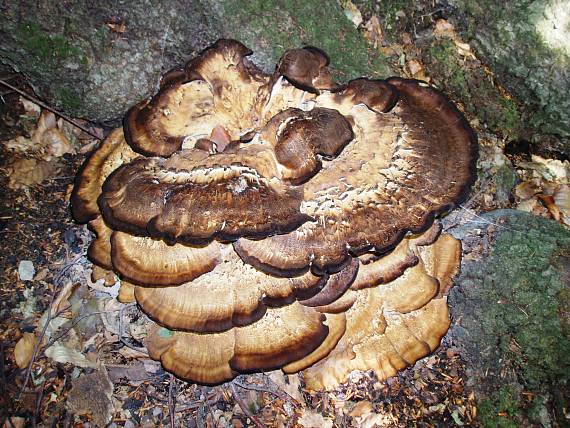 vejárovec obrovský Meripilus giganteus (Pers.) P. Karst.