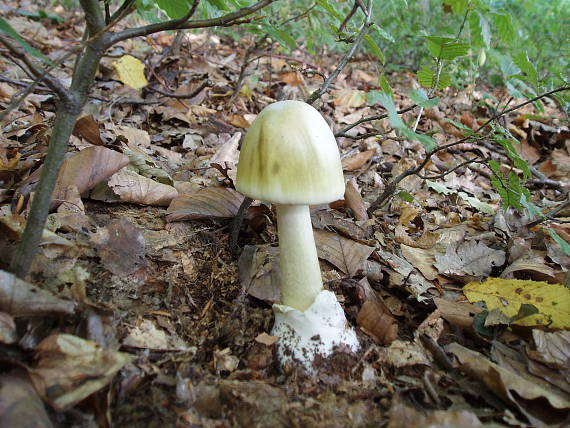 muchotrávka zelená Amanita phalloides (Vaill. ex Fr.) Link