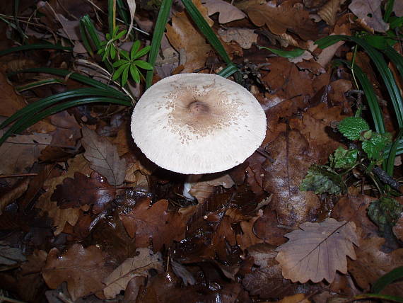 bedľa Macrolepiota sp.